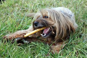 Higiene oral para cães