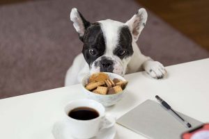 Alimentos proibidos para cães e gatos