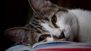livros sobre gatos