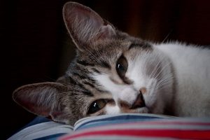 6 livros para apaixonados por gatos