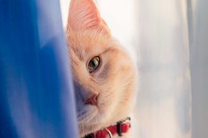Intoxicações em gatos: como acontecem e o que fazer?