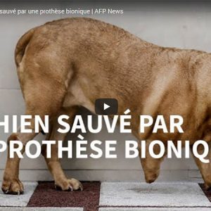 Hospital Veterinário de São Bento em destaque na imprensa internacional
