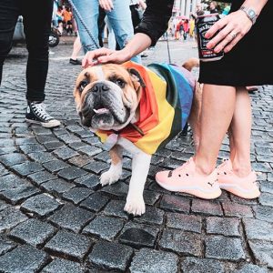 Animais ajudam a fazer novos amigos