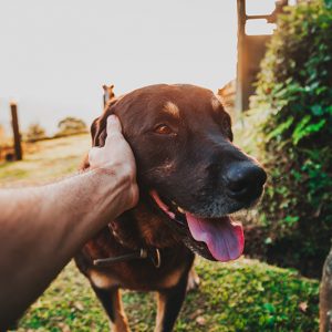 8 cuidados a ter com o seu cão durante o verão