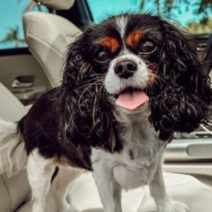 Redes neuronais anormais em cães com ansiedade