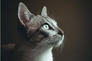 Gatos sabem quando o ‘dono’ fala com eles